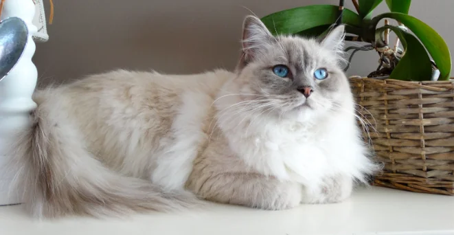 Allergia al pelo del gatto, arriva il rimedio